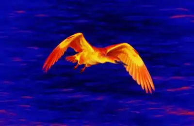 Wildlife population survey with thermal imaging