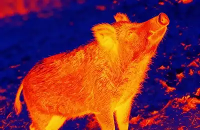 Thermal scanning along woodland and brush lines