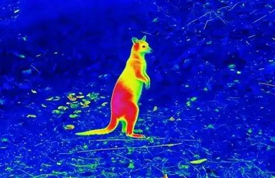Long-range wildlife detection in open terrain