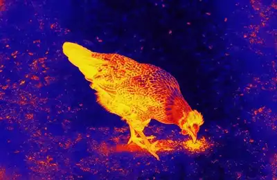 Night vision for nocturnal wildlife observation