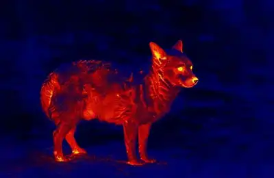 Wildlife Perimeter Awareness for Solo Campers