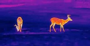 thermalfordeer03 thermalfordeer03