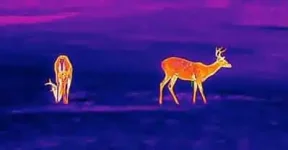 thermalfordeer03 thermalfordeer03