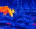 thermal binoculars for hunting for Fixed-Position Wildlife Watching