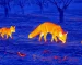 binoculars thermal night vision for Field Boundary Activity Checks