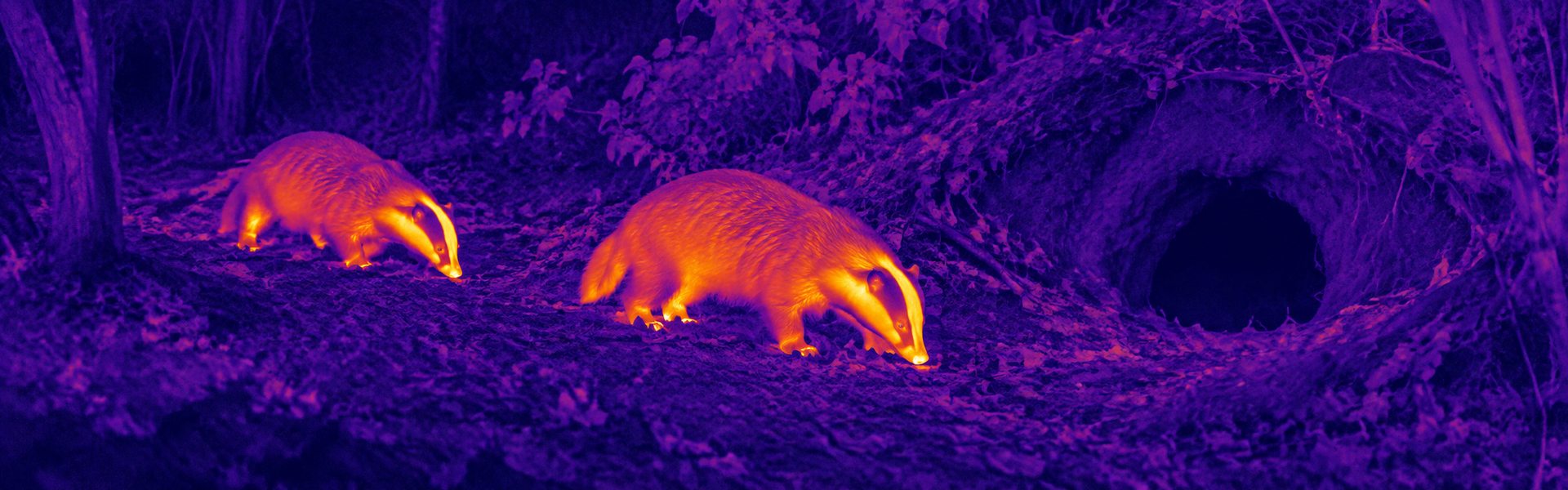 best thermal goggles opening image for Bat Emergence Video Observation