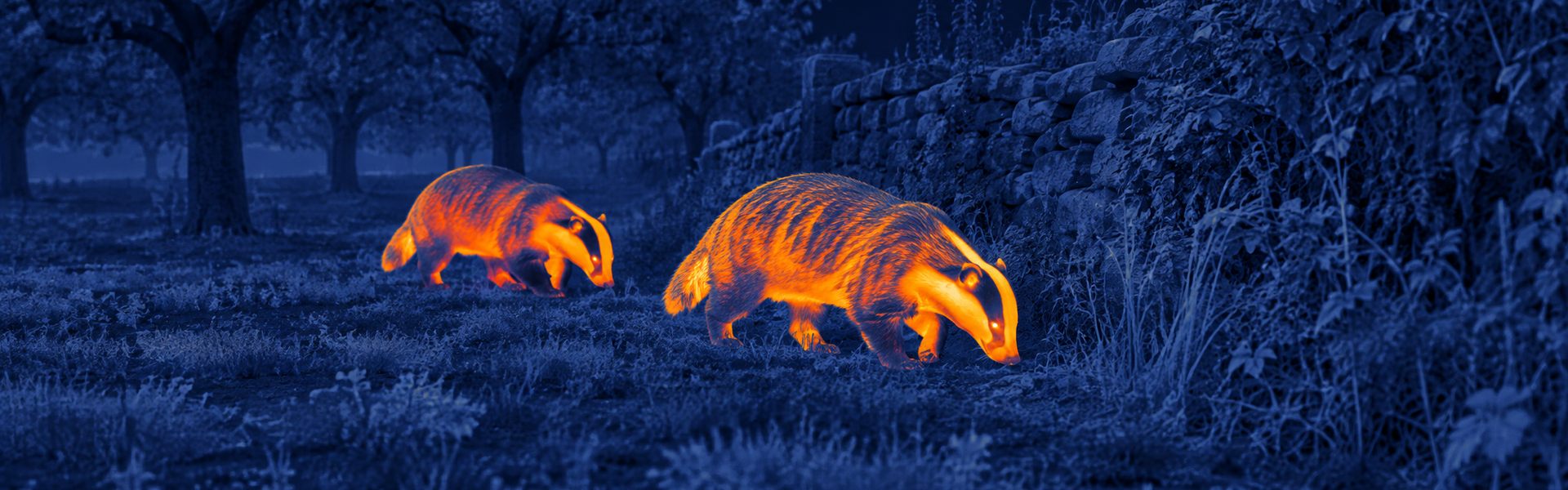 binoculars thermal night vision opening image for Field Boundary Activity Checks