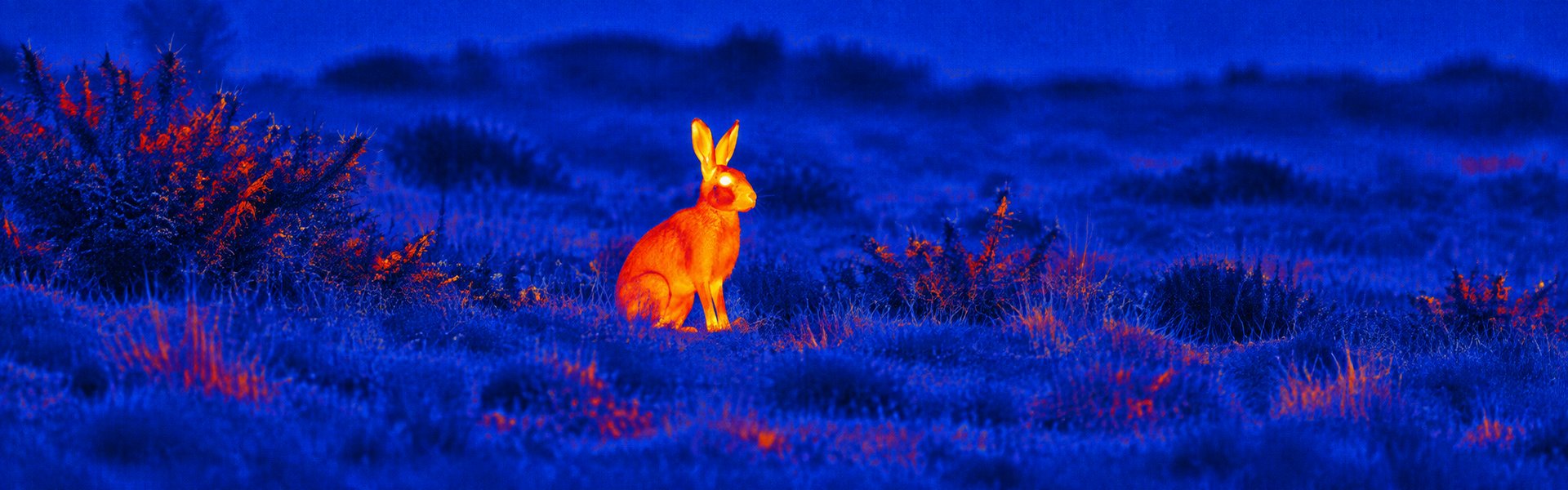 thermal goggles for hunting opening image for Bankside Night Fishing Observation