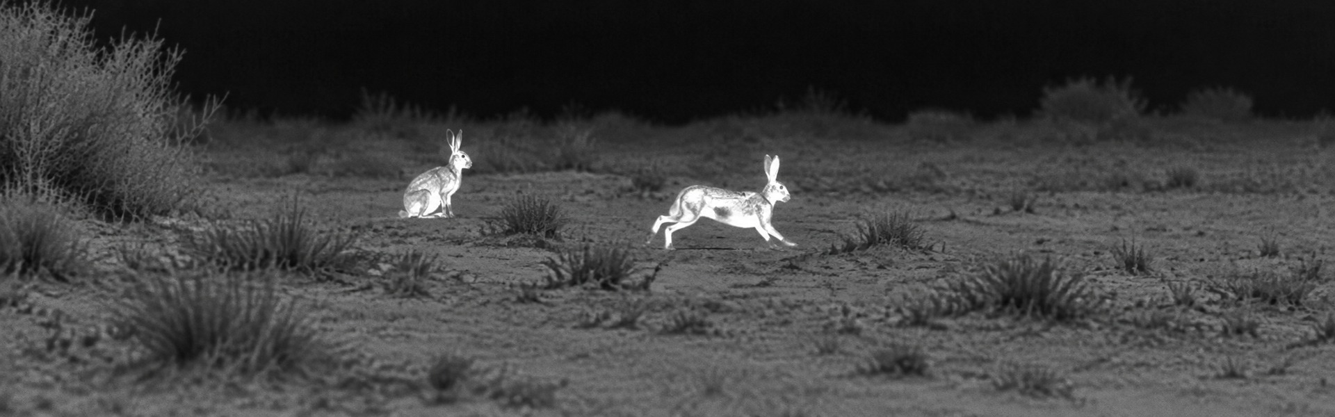 night vision and thermal binoculars opening image for Nocturnal Fox and nocturnal wildlife Observation