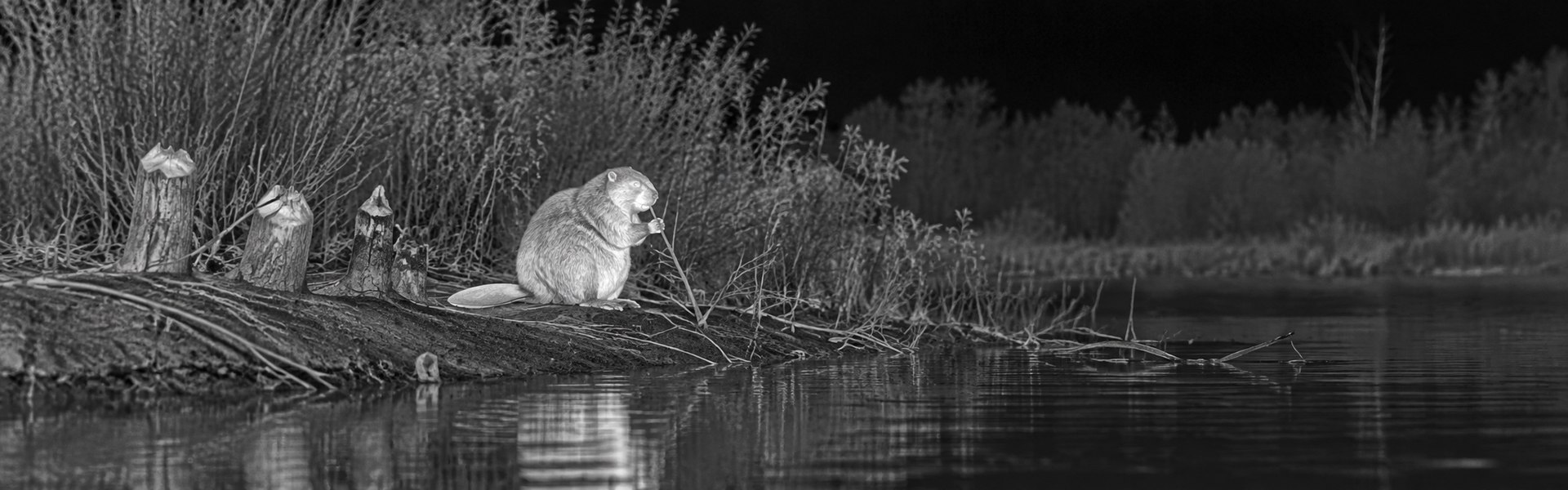best thermal night vision goggles opening image for Transect Wildlife Survey Assistance
