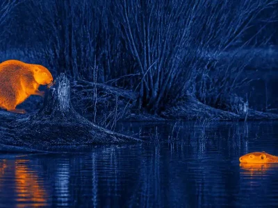 thermal optics for hunting for Thermal-Assisted Bird Identification Workflow