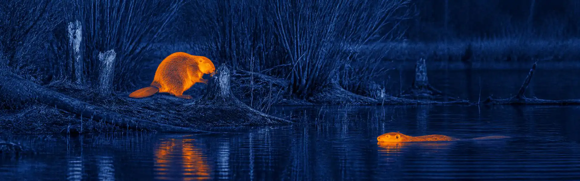 thermal optics for hunting for Thermal-Assisted Bird Identification Workflow