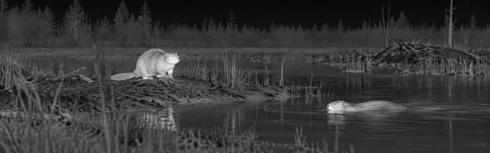 night vision goggles with thermal imaging for wildlife Observation at Dusk and Night