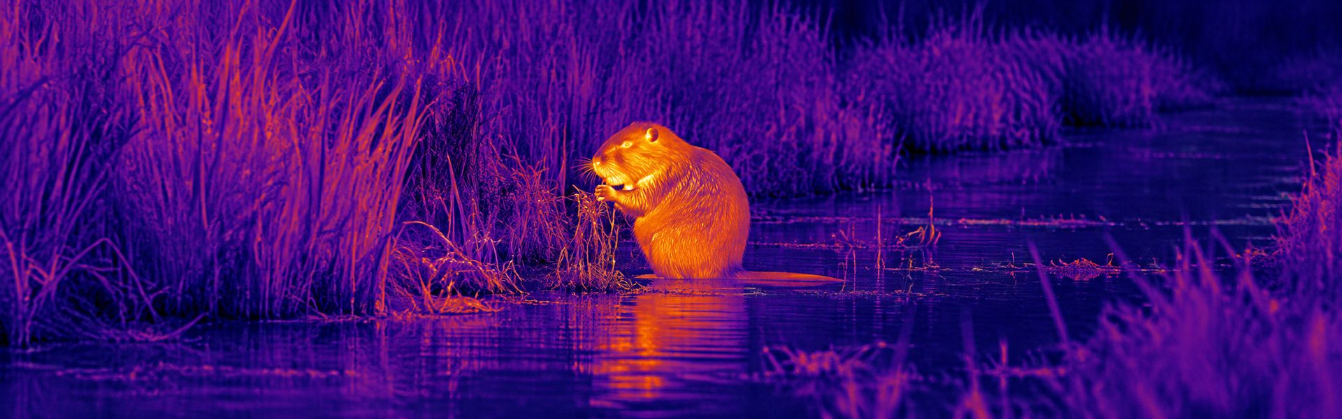 best thermal binoculars for hunting opening image for Extended Outdoor Observation Sessions