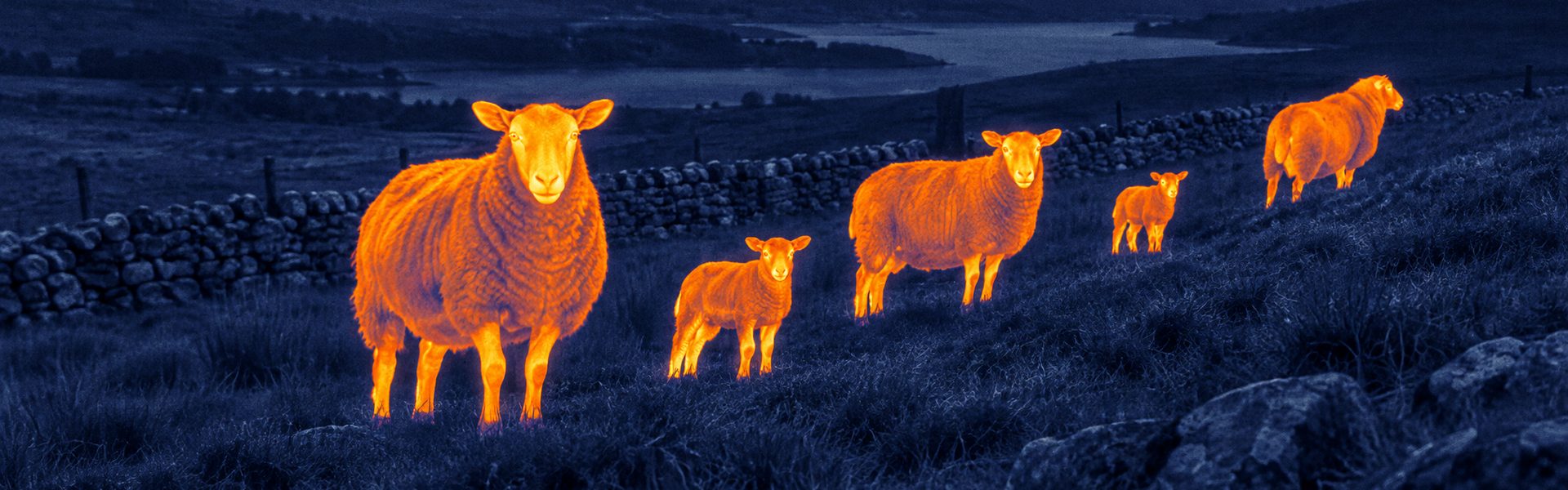 night vision goggles with thermal opening image for Woodland-Edge Wildlife Observation
