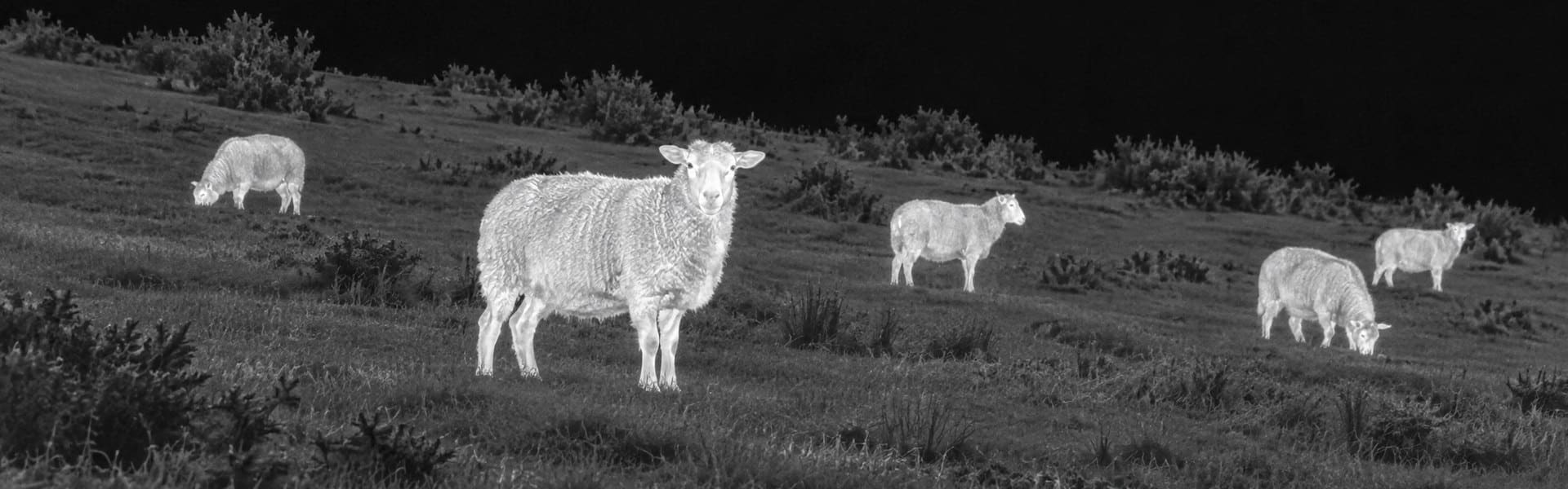 thermal night vision binoculars opening image for Farm Gate Observation