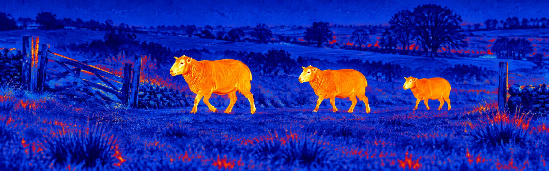 thermal night vision glasses opening image for Daytime Wildlife Spotting in Shade
