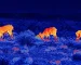 best thermal monocular for Wildlife Activity Recording