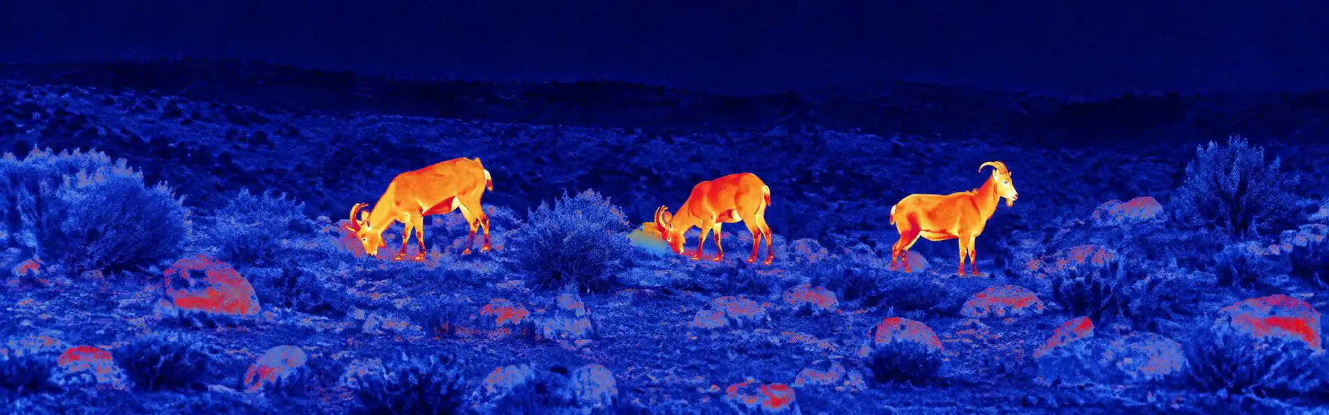 best thermal monocular for Wildlife Activity Recording