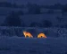 affordable thermal monocular for Visible-Field Animal Checks Before Farm Work