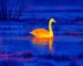 night vision thermal goggles for Night Nature Video Capture