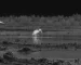 best thermal monocular for hunting for Poultry House Night Observation