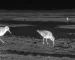 night vision and thermal binoculars for Nocturnal Fox and nocturnal wildlife Observation