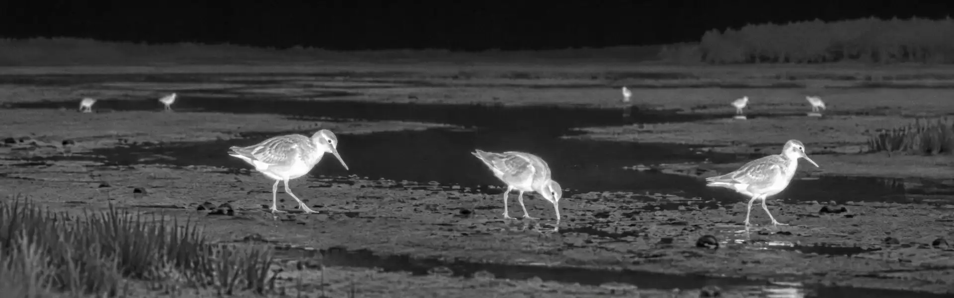 night vision and thermal binoculars for Nocturnal Fox and nocturnal wildlife Observation