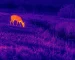 best thermal binoculars for Wildlife Around Waste and Storage Areas