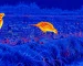 thermal night vision glasses for Daytime Wildlife Spotting in Shade
