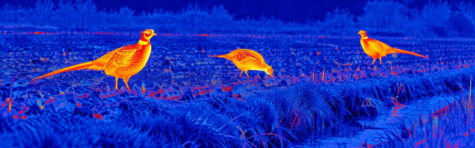 thermal night vision glasses for Daytime Wildlife Spotting in Shade