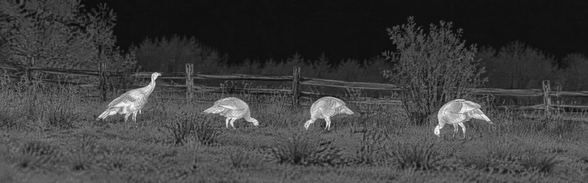 best thermal monocular for hunting opening image for Poultry House Night Observation