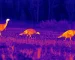 best thermal goggles for Bat Emergence Video Observation