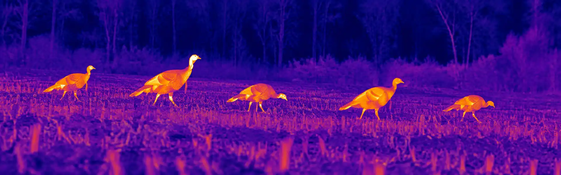 best thermal goggles for Bat Emergence Video Observation