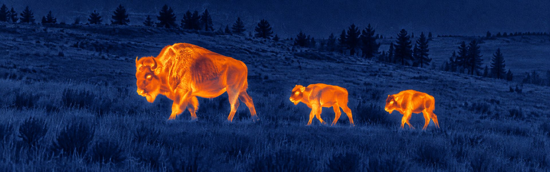 thermal goggles hunting opening image for Digital Night Vision Comparison Recording