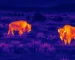 best thermal night vision goggles for Transect Wildlife Survey Assistance