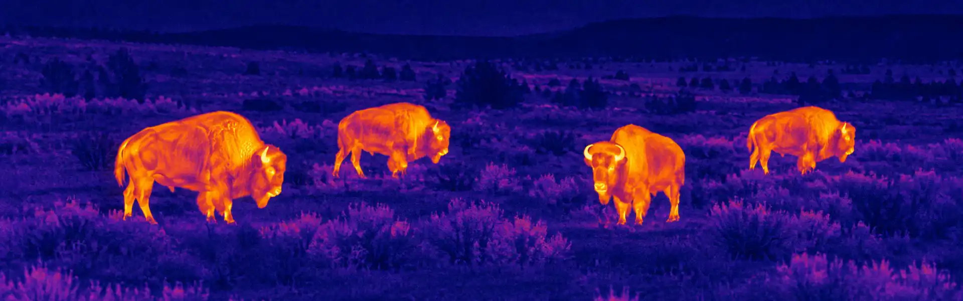 best thermal night vision goggles for Transect Wildlife Survey Assistance