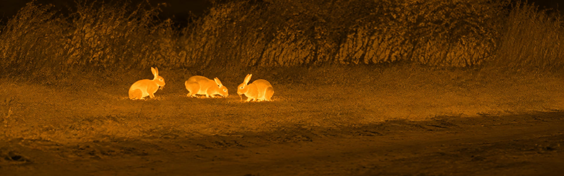 thermal optics for hunting opening image for Thermal-Assisted Bird Identification Workflow
