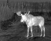 best thermal binoculars for hunting for Extended Outdoor Observation Sessions