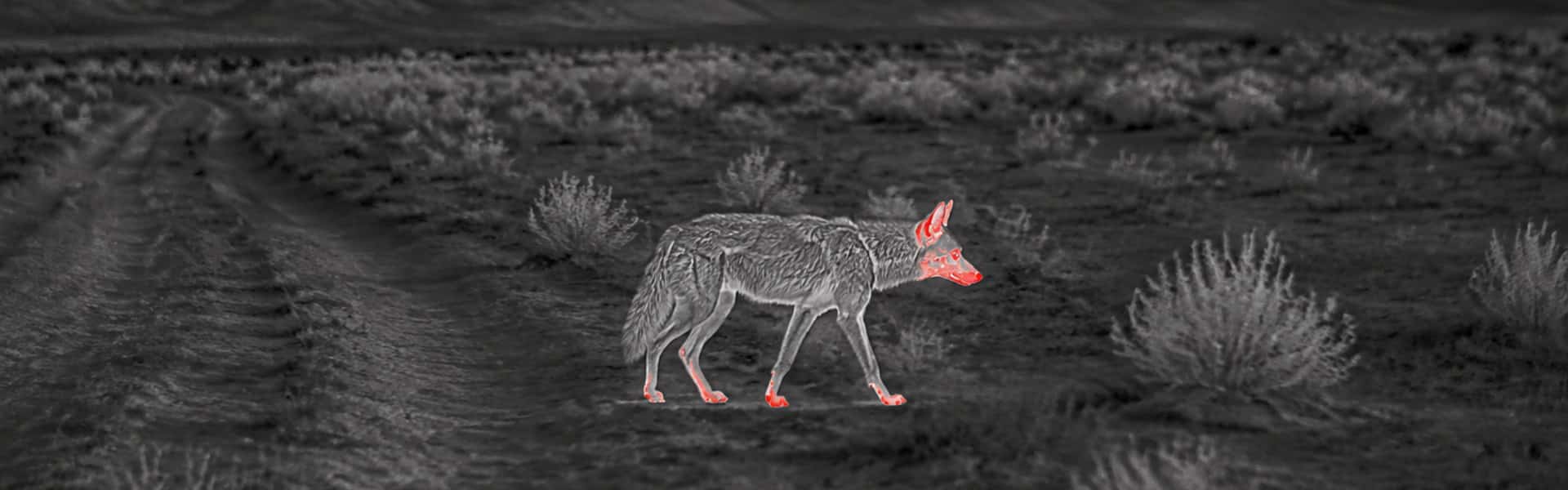 best thermal binoculars opening image for Wildlife Around Waste and Storage Areas