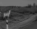 best thermal monoculars for Wildlife Near Livestock Enclosures