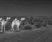 thermal monocular hunting for night nature recording