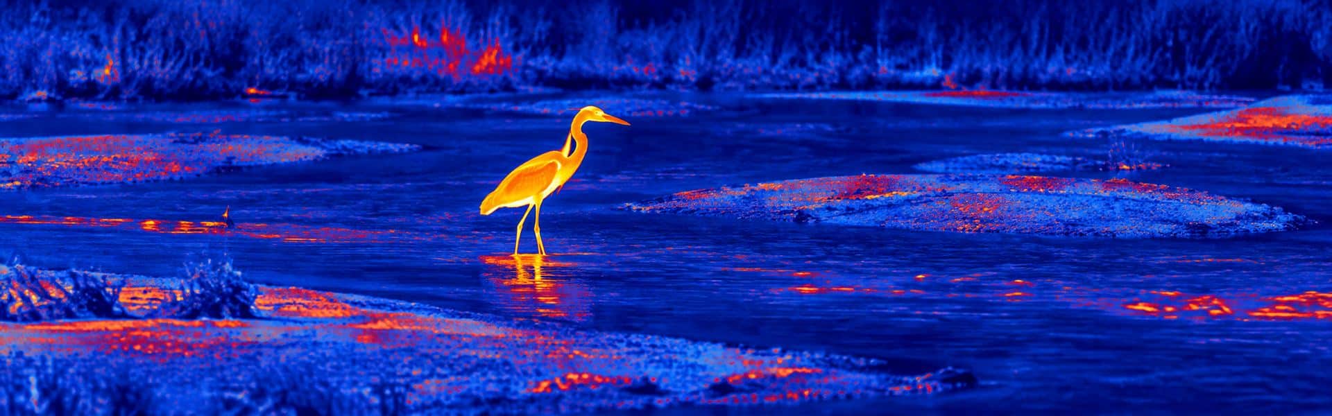 Thermal binoculars hunting guide with an illustrative thermal view of a wading bird beside water