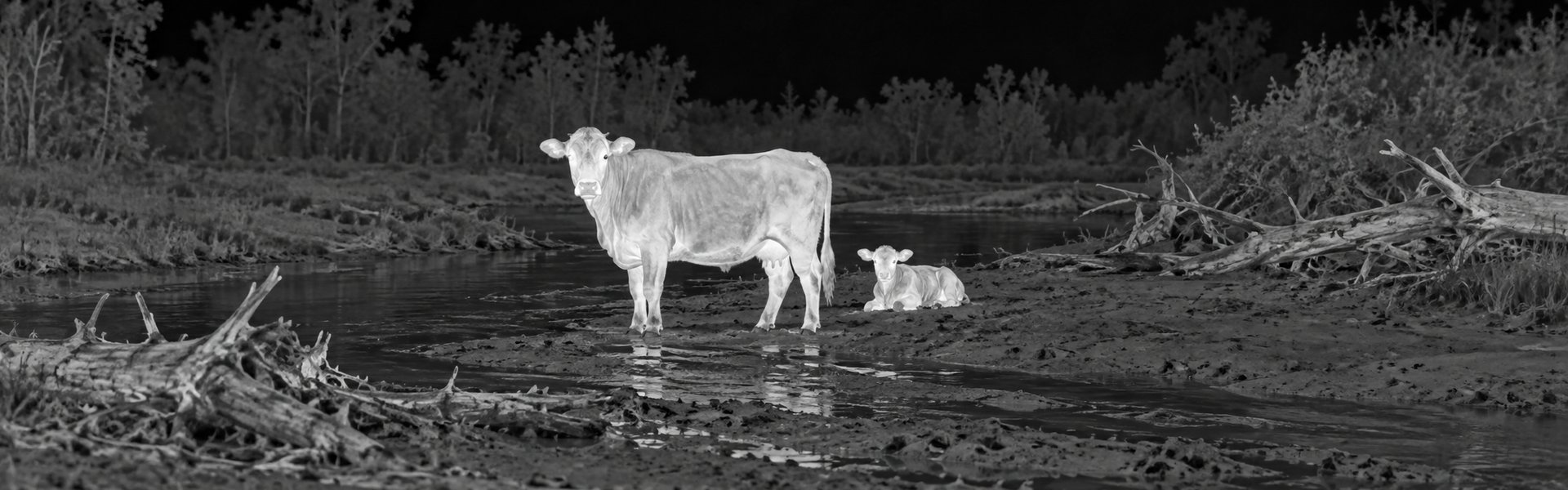 Binoculars thermal night vision guide with an illustrative thermal view of livestock near a woodland boundary