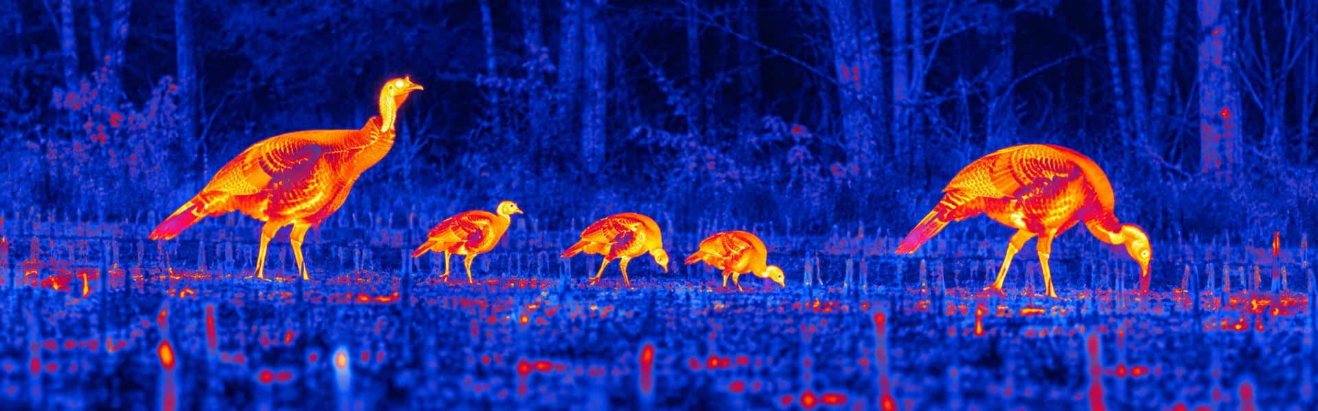 Best thermal binoculars guide with an illustrative thermal view of wading birds feeding in wetland grass