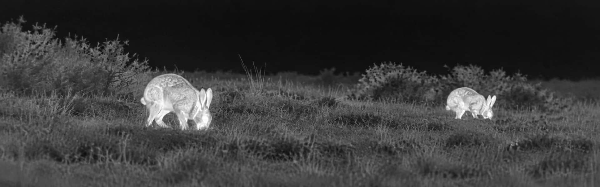 Thermal night vision binoculars guide with an illustrative thermal view of small mammals in grass