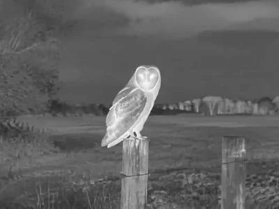 Best thermal binoculars guide with an illustrative thermal view of an owl overlooking an open field