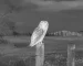 Best thermal binoculars guide with an illustrative thermal view of an owl overlooking an open field