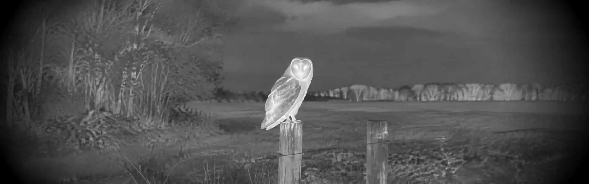 Best thermal binoculars guide with an illustrative thermal view of an owl overlooking an open field