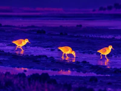 Thermal night vision binoculars guide with an illustrative thermal view of birds crossing open habitat